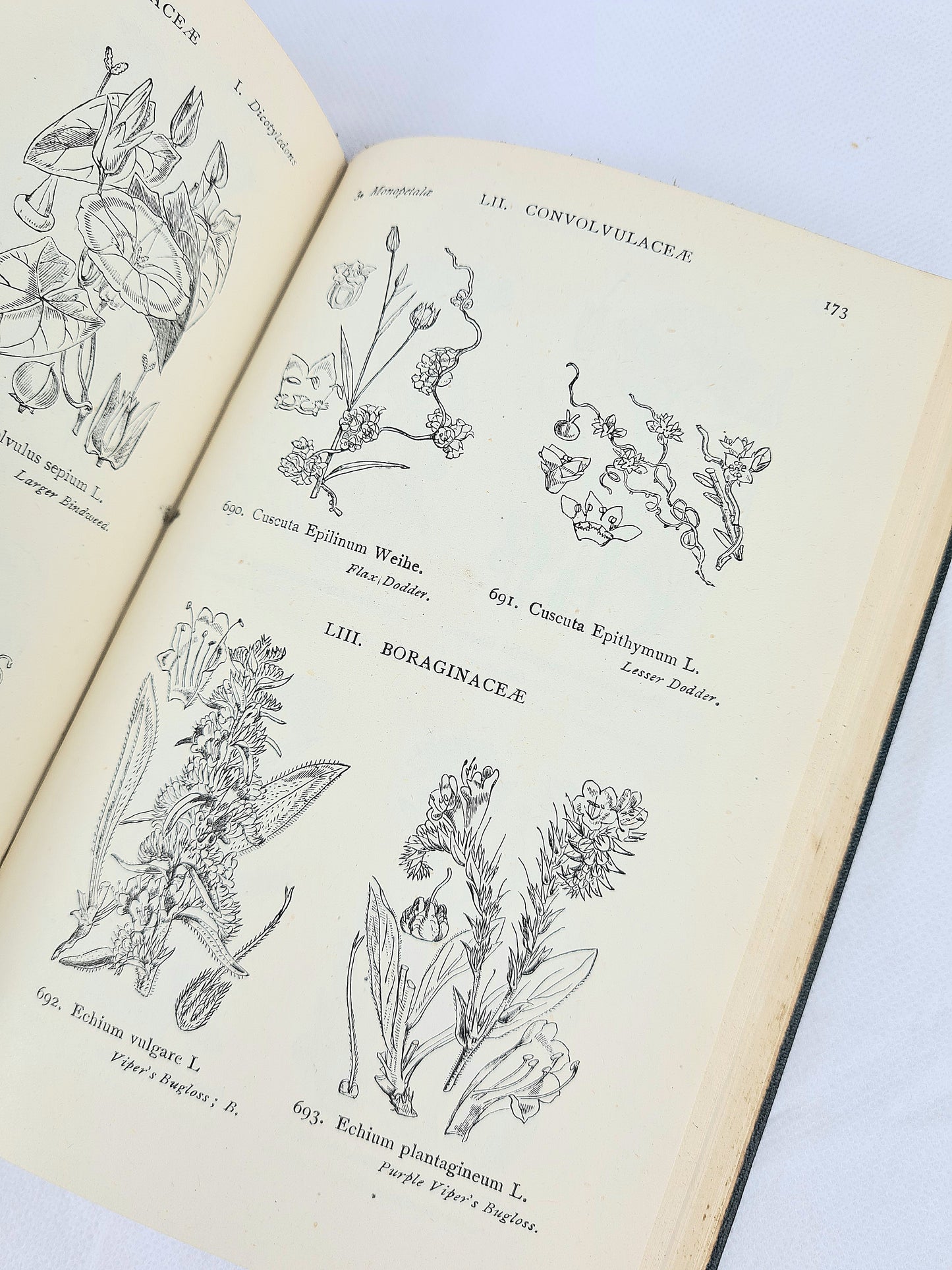 Illustrations Of British Flora. Illustrated guide to British Wildflowers. Vintage Book 1946