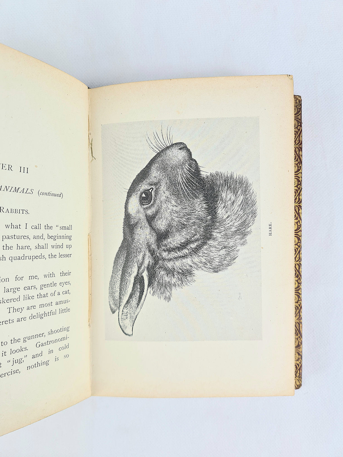 Animals I Have Known by Arthur H. Beavan. Leather-bound antique book