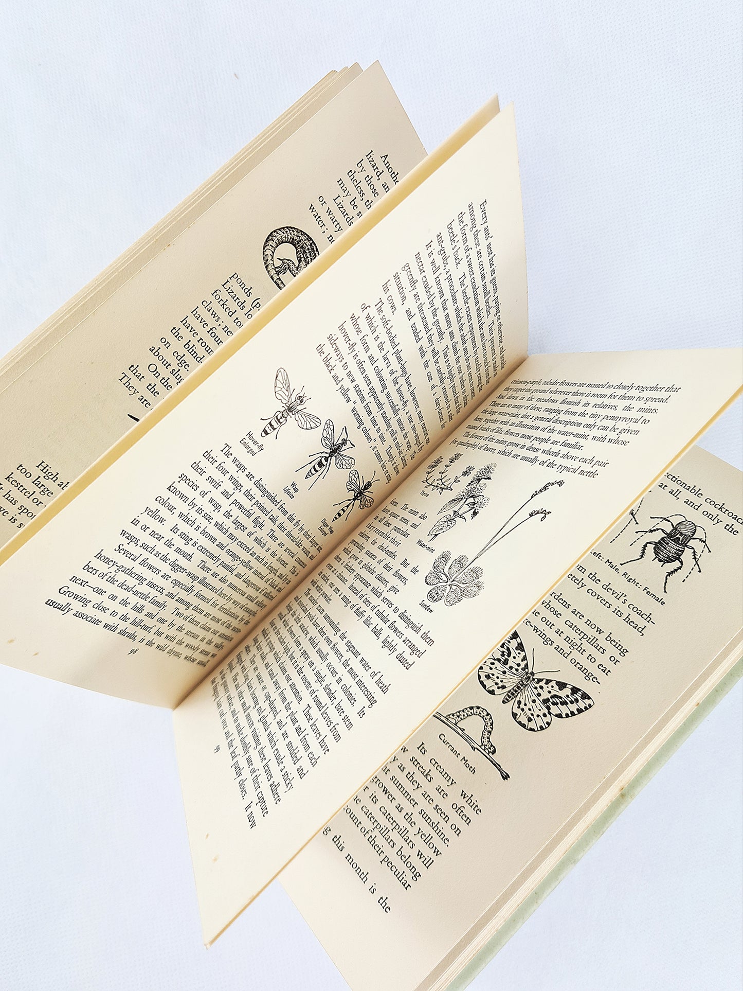 The Countryside Round The Year by Walter Shepherd. Vintage nature book 1953