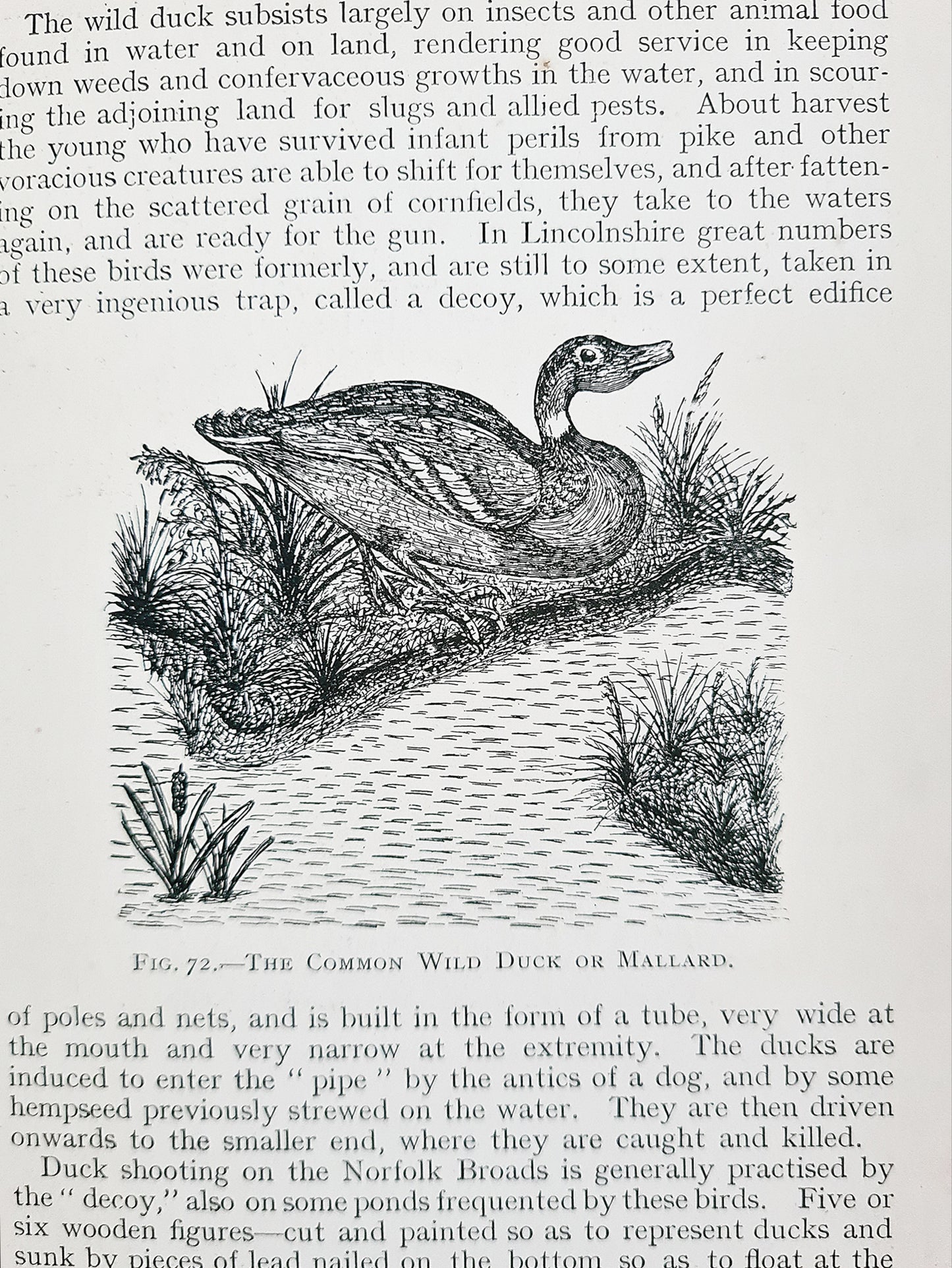 The Balance of Nature by George Abbey. A practical manuel of animals, foes, and friends. Antique nature book.