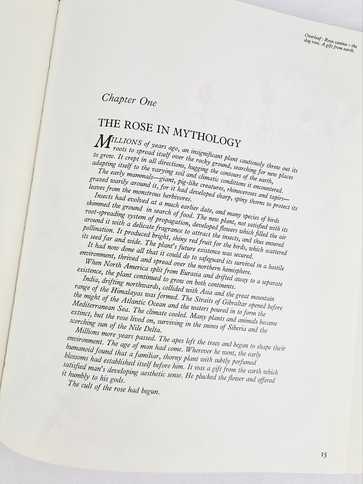 The Rose, Myth, Folklore And Legend, Ann Mayhew