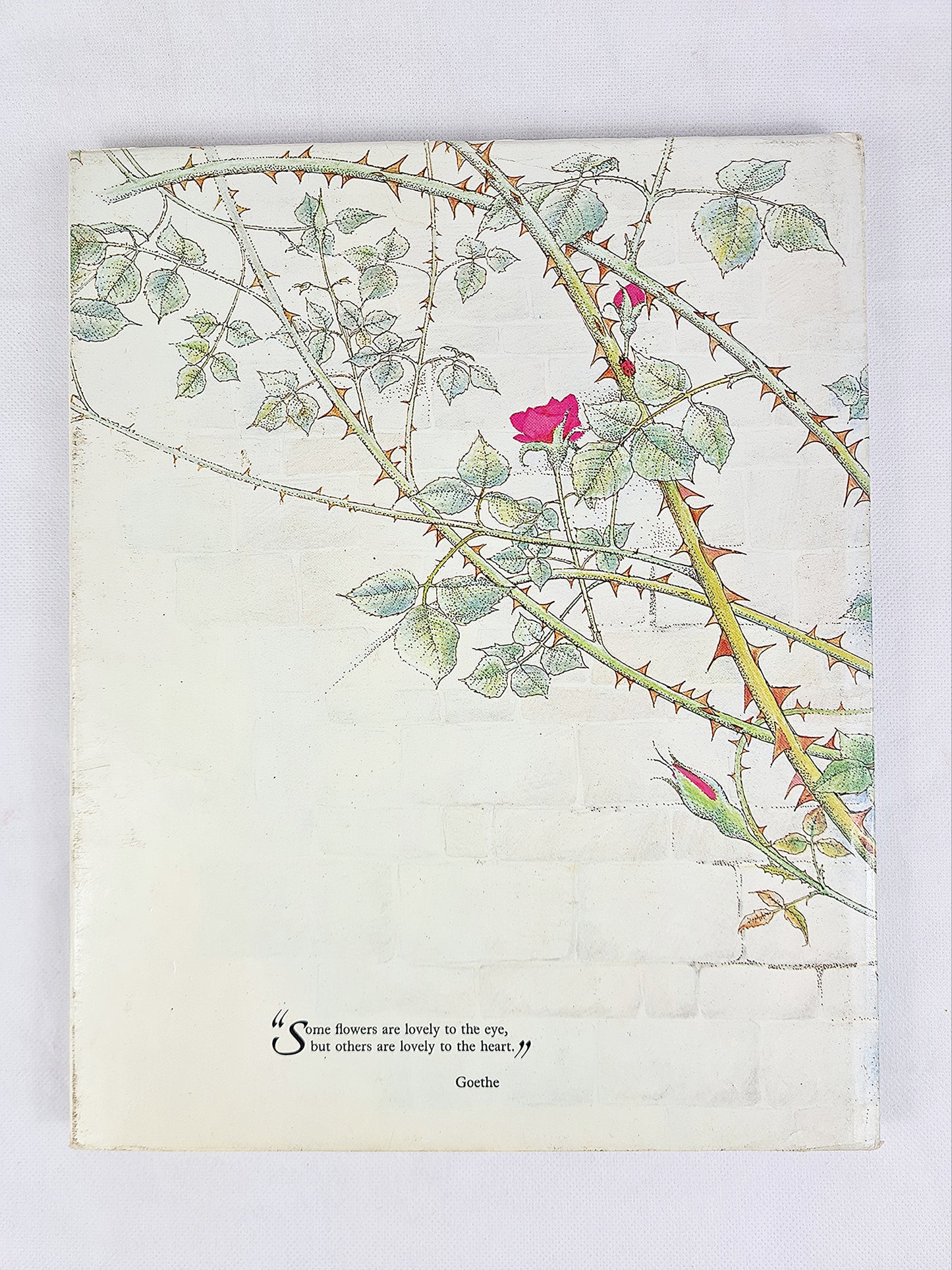 The Rose, Myth, Folklore And Legend, Ann Mayhew
