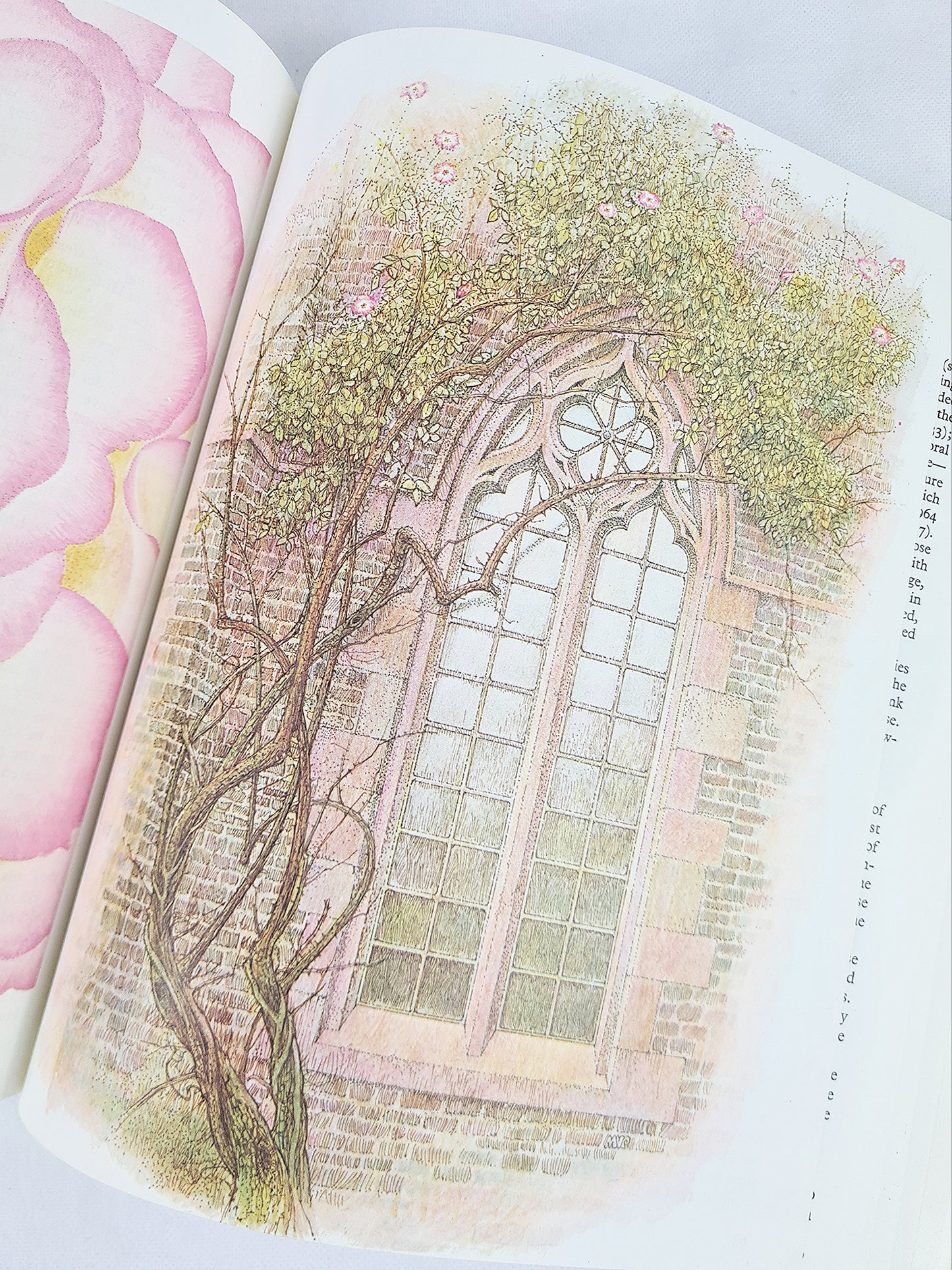 The Rose, Myth, Folklore And Legend, Ann Mayhew