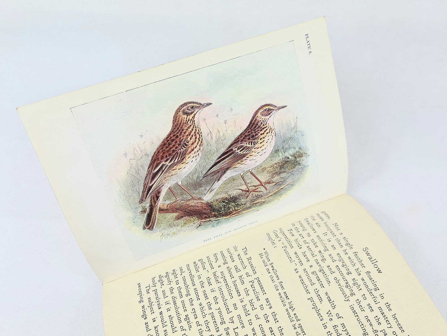 Bird Life Of The Seasons by W. Percuval Westell. Illustrated Hardback book