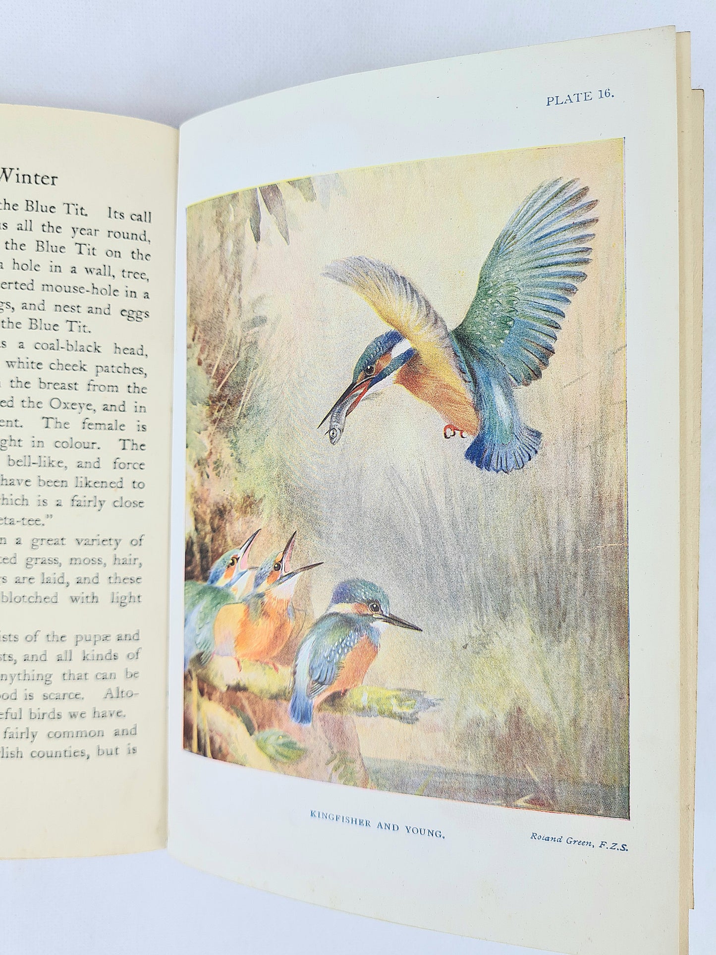 Bird Life Of The Seasons by W. Percuval Westell. Illustrated Hardback book