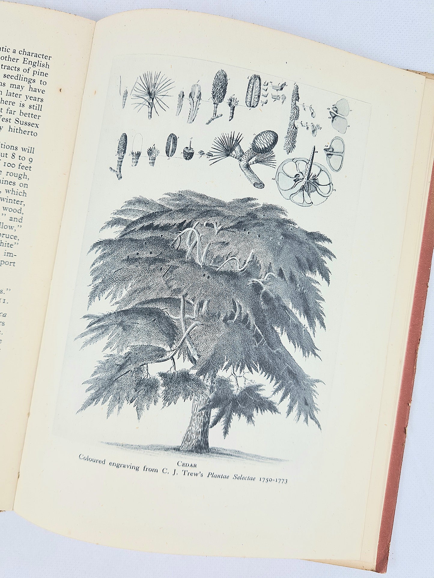 Trees in Britain by A. L Howard. From the Britain in Pictures series. Illustrated hardback book