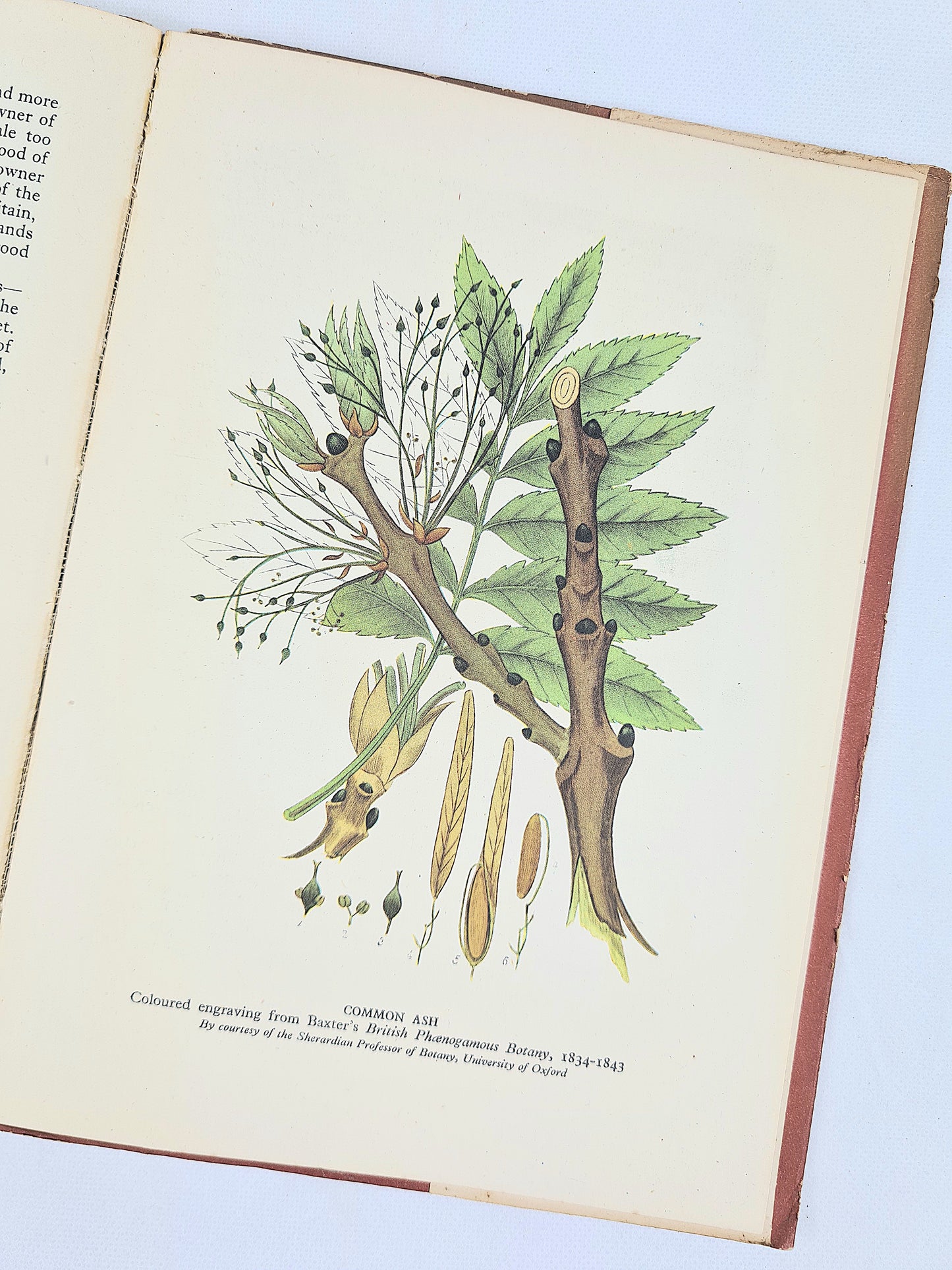 Trees in Britain by A. L Howard. From the Britain in Pictures series. Illustrated hardback book