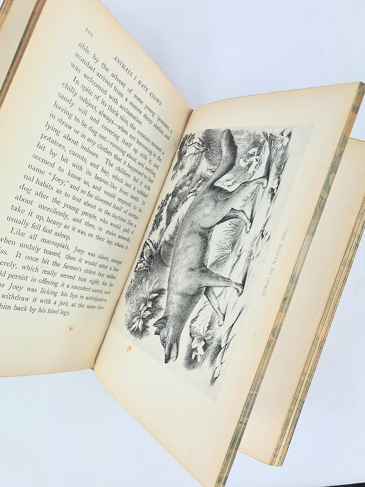 Animals I Have Known by Arthur H. Beavan. Leather-bound antique book