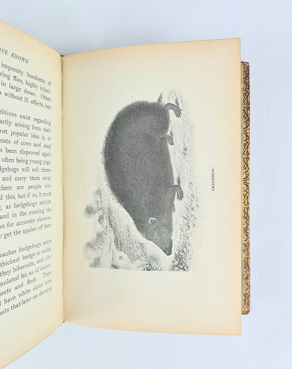 Animals I Have Known by Arthur H. Beavan. Leather-bound antique book