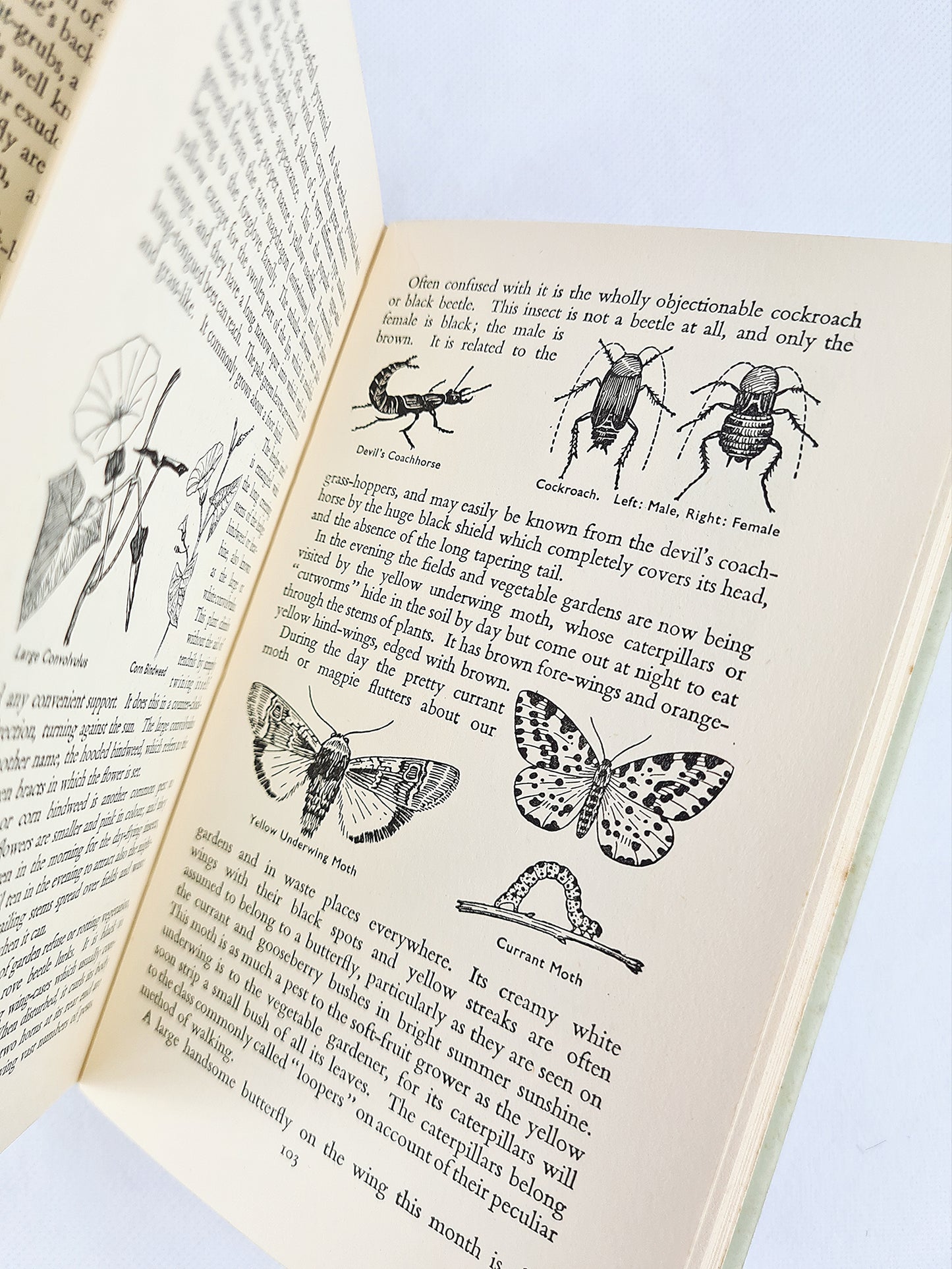 The Countryside Round The Year by Walter Shepherd. Vintage nature book 1953