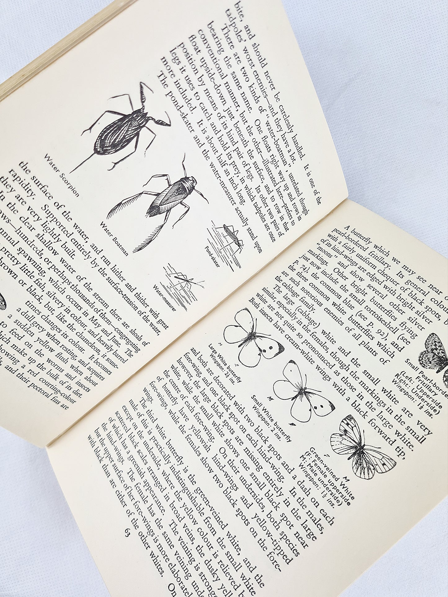 The Countryside Round The Year by Walter Shepherd. Vintage nature book 1953