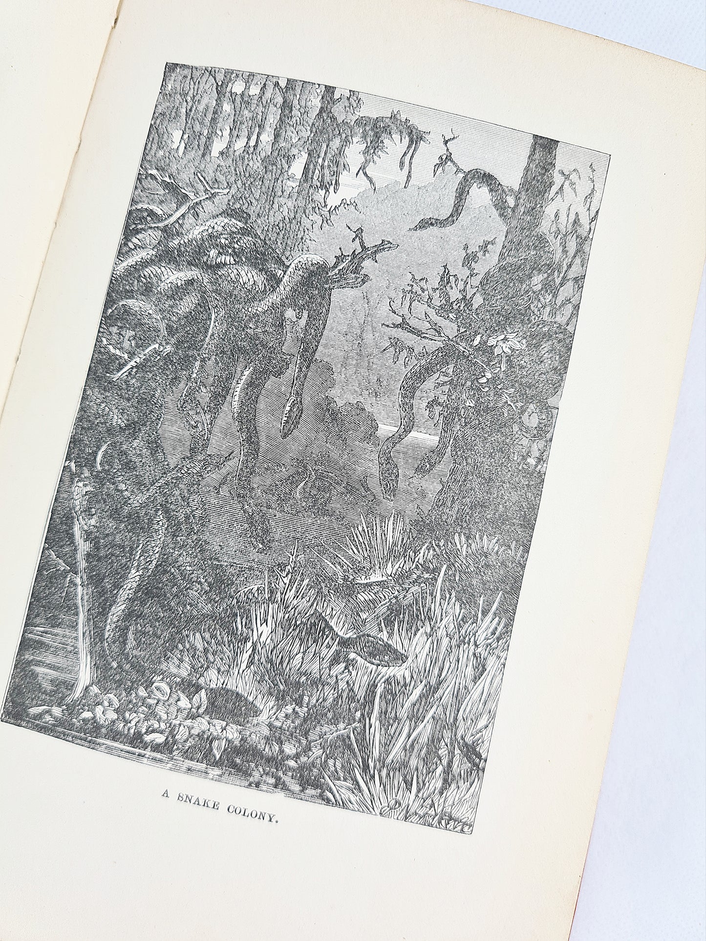 Half Hours In Woods And Wilds, Decorative antique travel and nature book 1905
