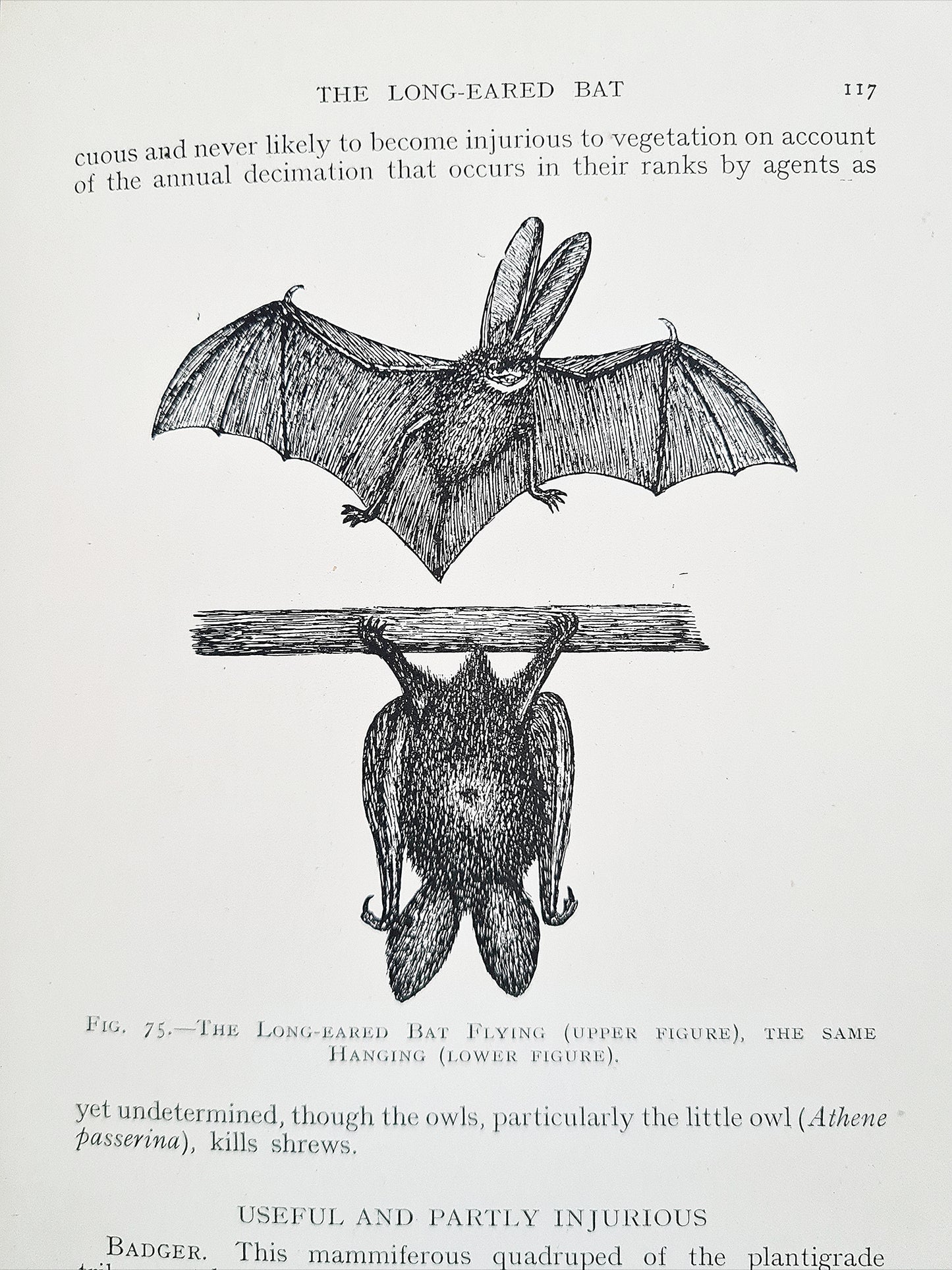 The Balance of Nature by George Abbey. A practical manuel of animals, foes, and friends. Antique nature book.